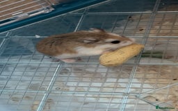 Hamster rodents for sale: Russian hamster - Image 1