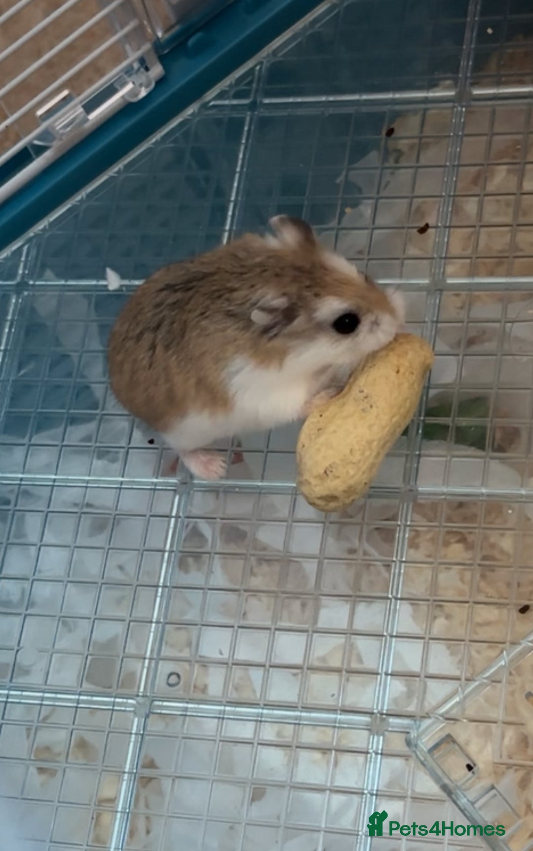 Hamster rodents for sale: Russian hamster - Image 1