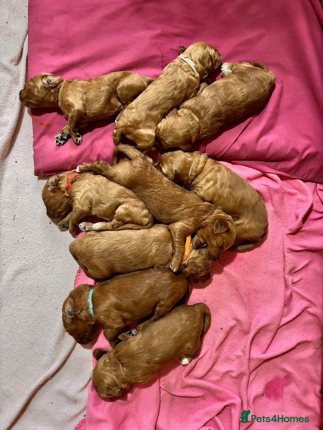 Mini Goldendoodle dogs for sale: ✨Stunning Red/Bronze Golden Doodle Pups ✨ - Advert 18
