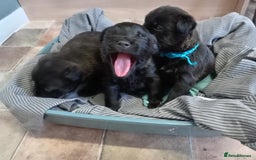 Mixed Breed dogs for sale: 3/4 border terrier pups  - Image 3