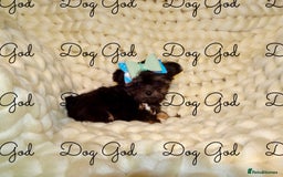 Mixed Breed dogs for sale: Exquisite Maltese X Chihuahua F1 Malchi Puppy - Image 10
