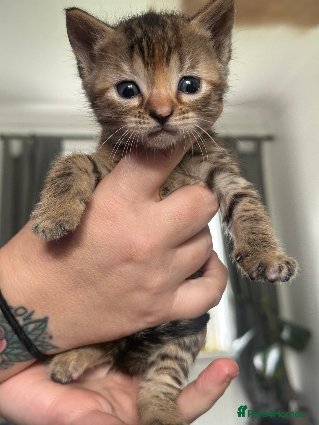 Bengal cats for sale: Bengal cross kittens  - Image 15