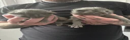 Ragdoll cats for sale: Ragdoll Persian kittens  - Advert 12