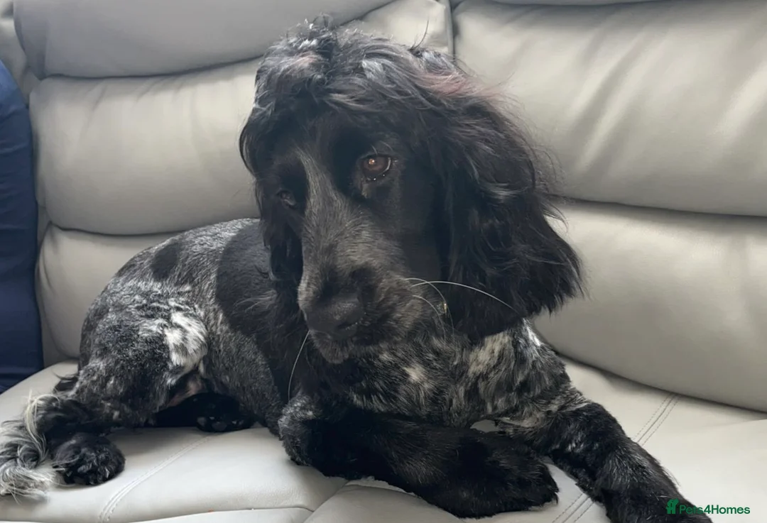 Cocker Spaniel dogs for sale: Show Cocker spaniel Puppy  - Advert 1