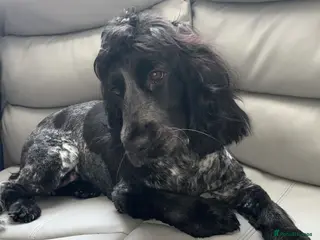 Cocker Spaniel dogs Show Cocker spaniel Puppy - Advert 5