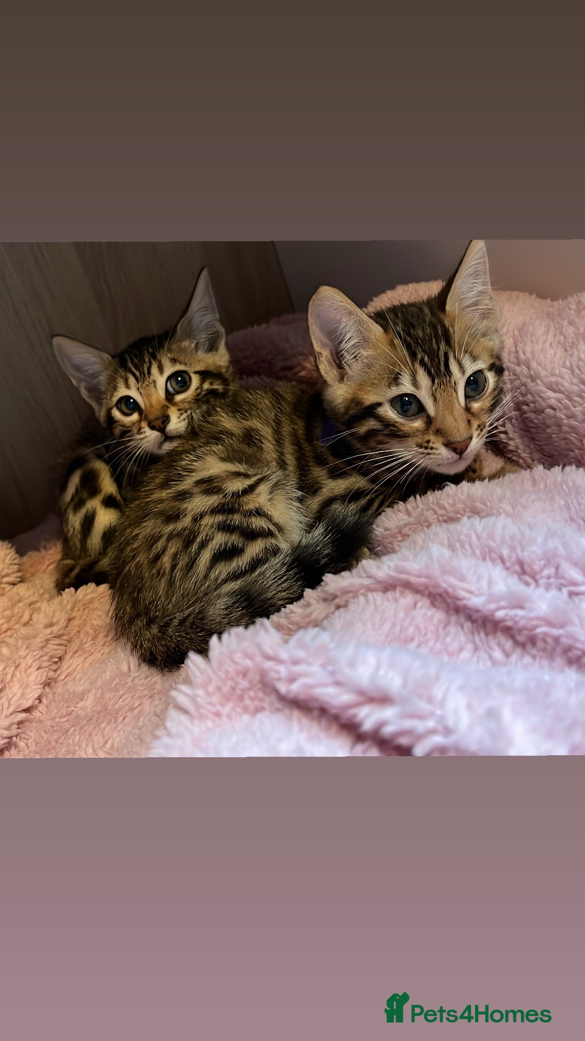 Bengal cats 13 week old beautiful Bengal girls  in Gloucester - Advert 14