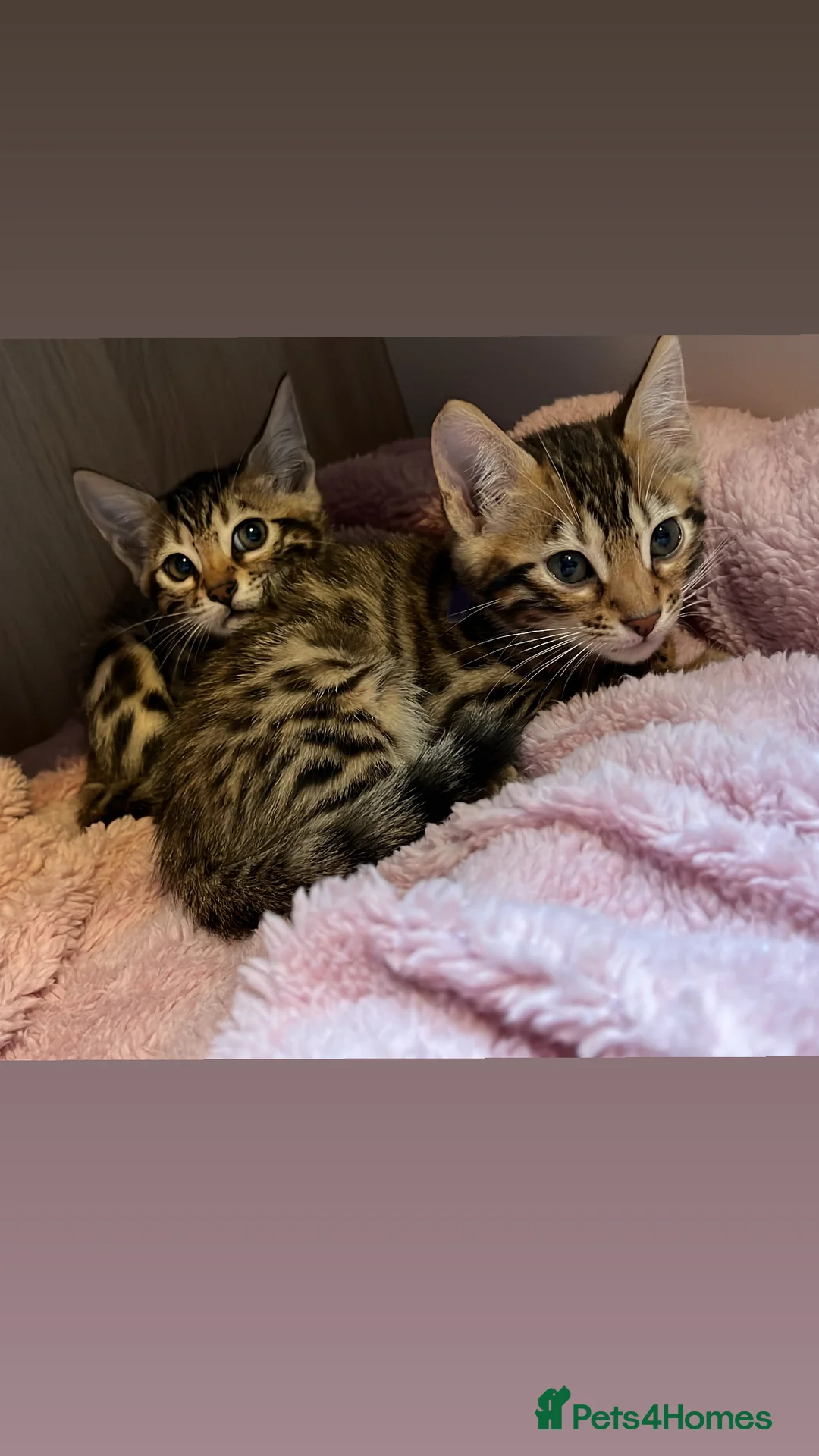 Bengal cats for sale: 13 week old beautiful Bengal girls  in Gloucester - Advert 1