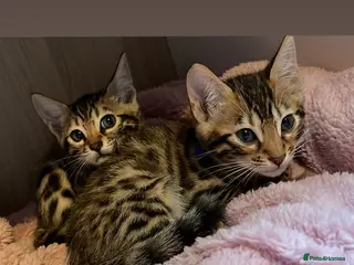 Bengal cats 13 week old beautiful Bengal girls in Gloucester - Advert 14