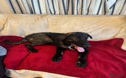Mixed Breed dogs for sale: Belgian Malinois X Caucasian Shepherd  - Image 3
