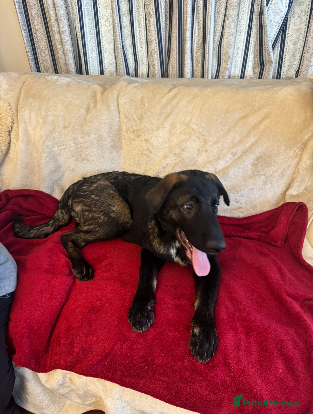 Mixed Breed dogs for sale: Belgian Malinois X Caucasian Shepherd  - Image 3