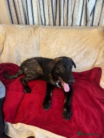 Mixed Breed dogs - Advert 5