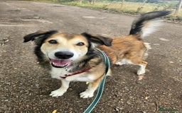 Mixed Breed dogs for adoption: Jewel is looking for her forever family! - Image 1