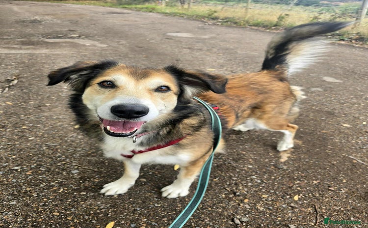 Mixed Breed dogs - Advert 12