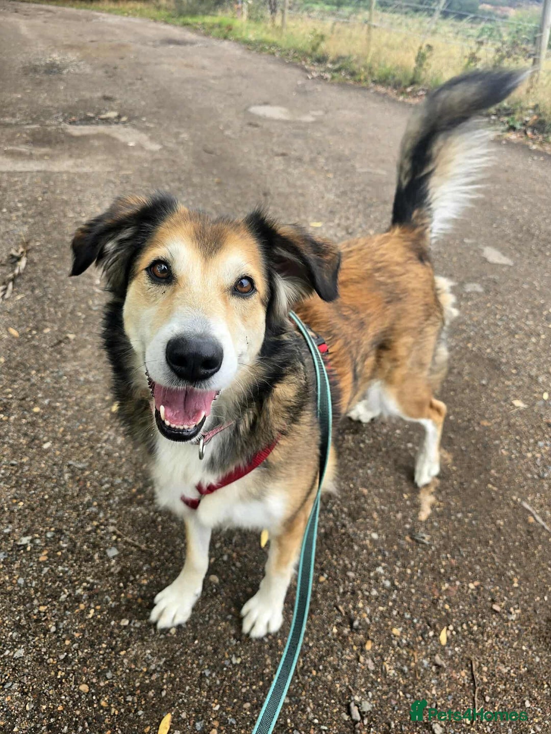 Mixed Breed dogs for adoption: Jewel is looking for her forever family! - Image 1