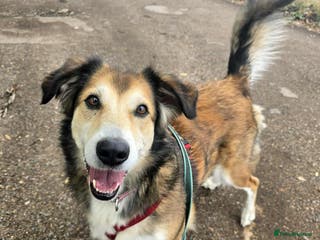 Mixed Breed dogs Jewel is looking for her forever family! - Advert 15