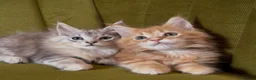 Maine Coon cats for sale: Pedigree Maine coon kittens can be TICA reg in Dorking - Advert 5