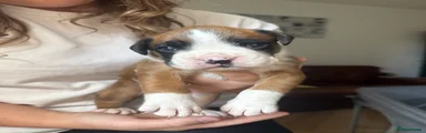 Boxer Puppy 1