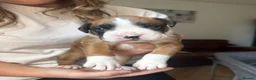 Boxer dogs for sale: 3 boy Boxer puppies for sale - Advert 9