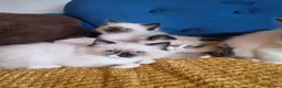 Ragdoll cats for sale: Registered Ragdoll Kittens  - Advert 17