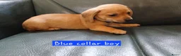 Chiweenie dogs for sale: Minature Daschund and Chihuahua Mix - Advert 3