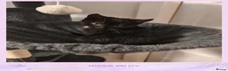 Mixed Breed cats for sale: Boy and girl - Advert 2