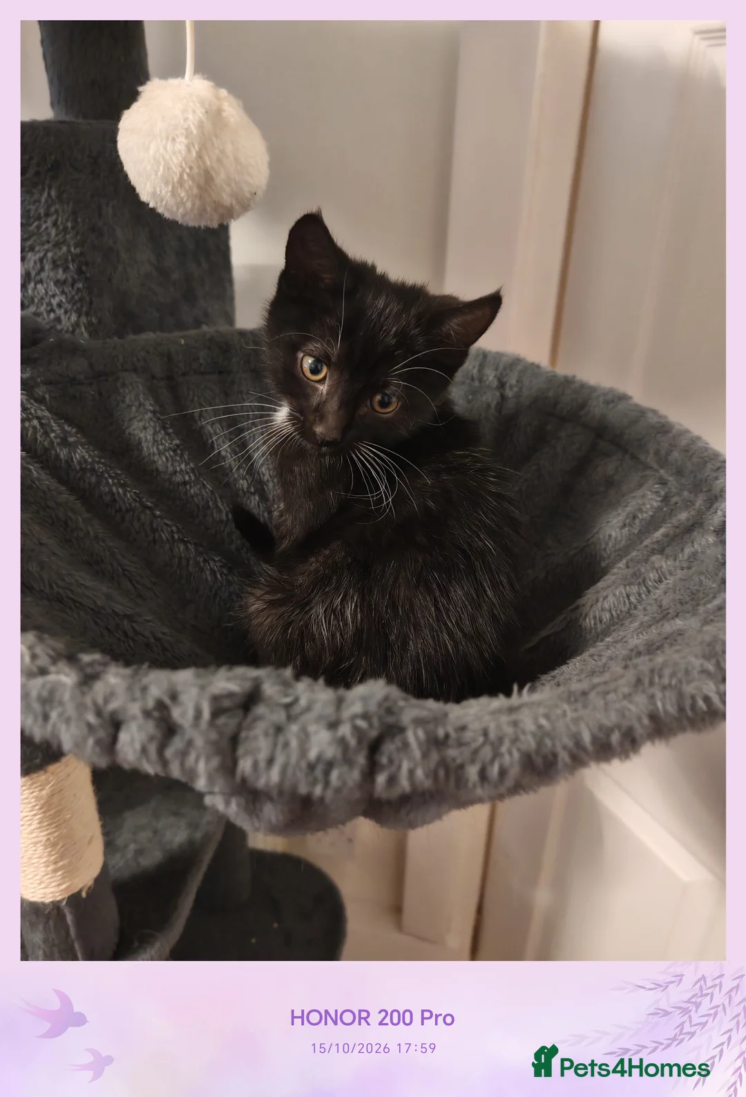 Mixed Breed cats for sale: Boy and girl - Advert 2