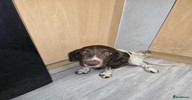 English Springer Spaniel dogs - Advert 3