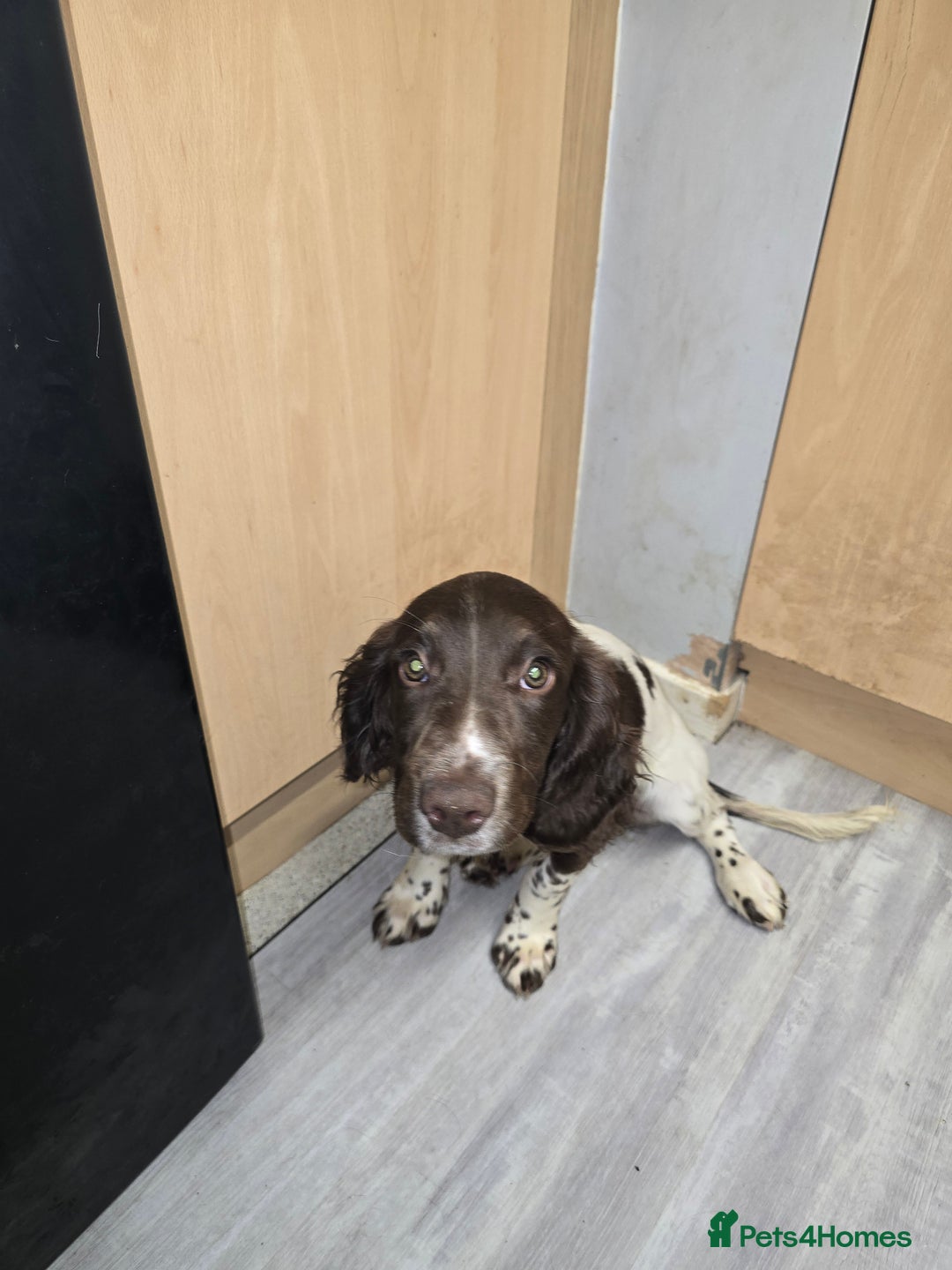 English Springer Spaniel dogs for sale: Female springer for sale  - Image 2