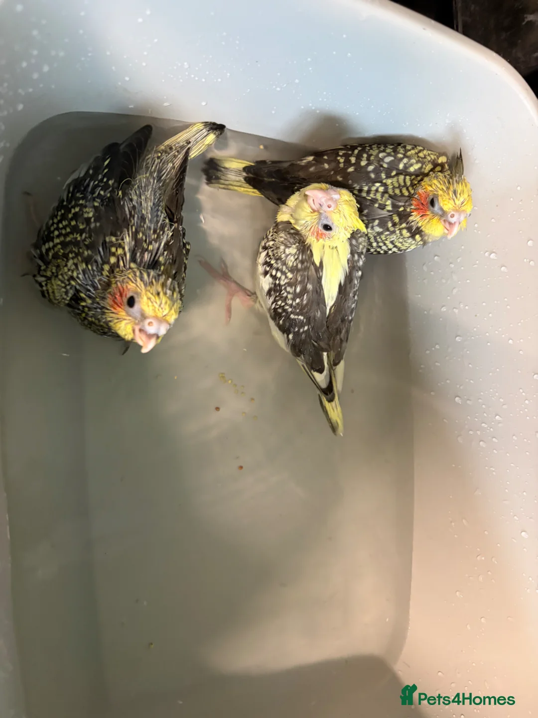 Cockatiels birds for sale: Baby cockatiels. ONLY ONE LEFT NOW be quick  in Chester - Advert 2