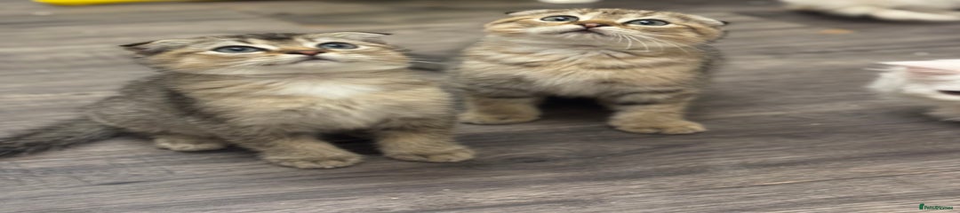 Scottish Fold Kitten 3