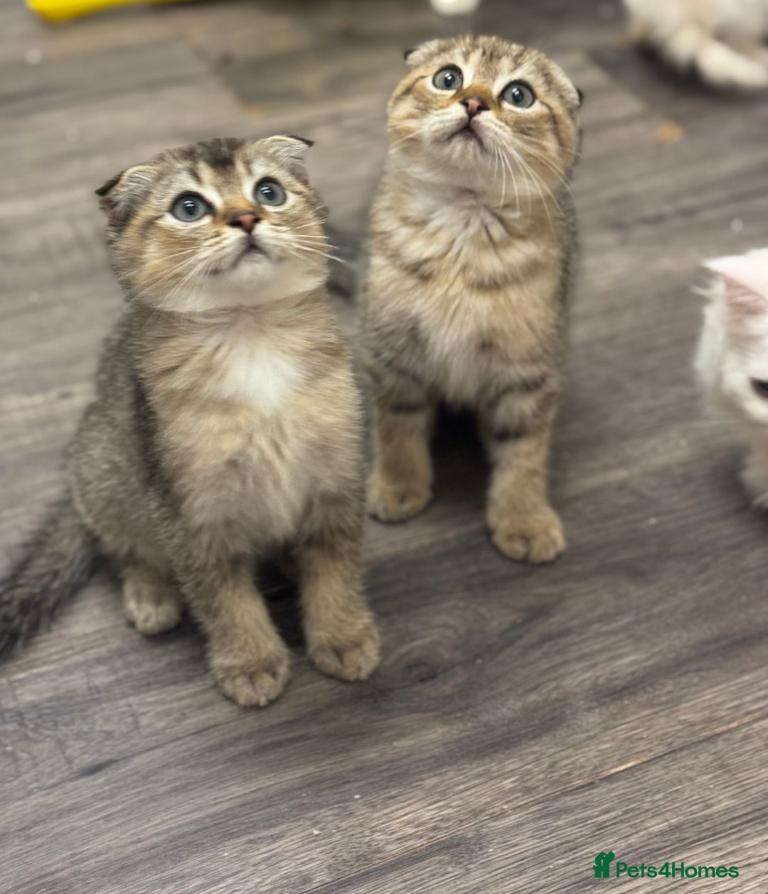 Scottish Fold cats for sale: Golden Scottish fold  - Image 3
