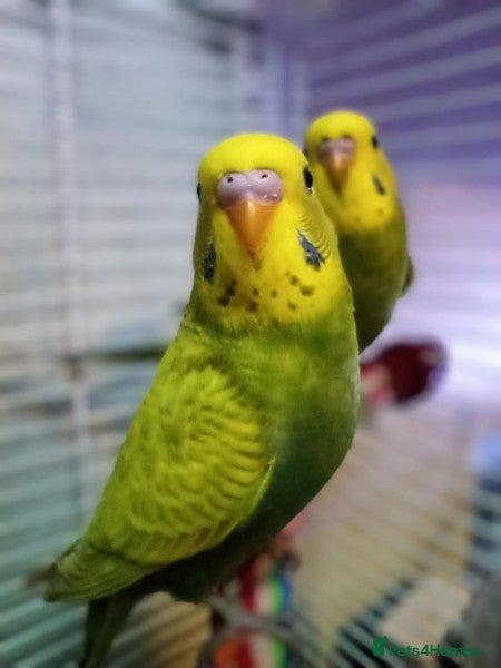 Budgerigars birds Superb home bred beautifully coloured baby budgies - Advert 16