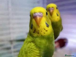 Budgerigars birds Superb home bred beautifully coloured baby budgies - Advert 2