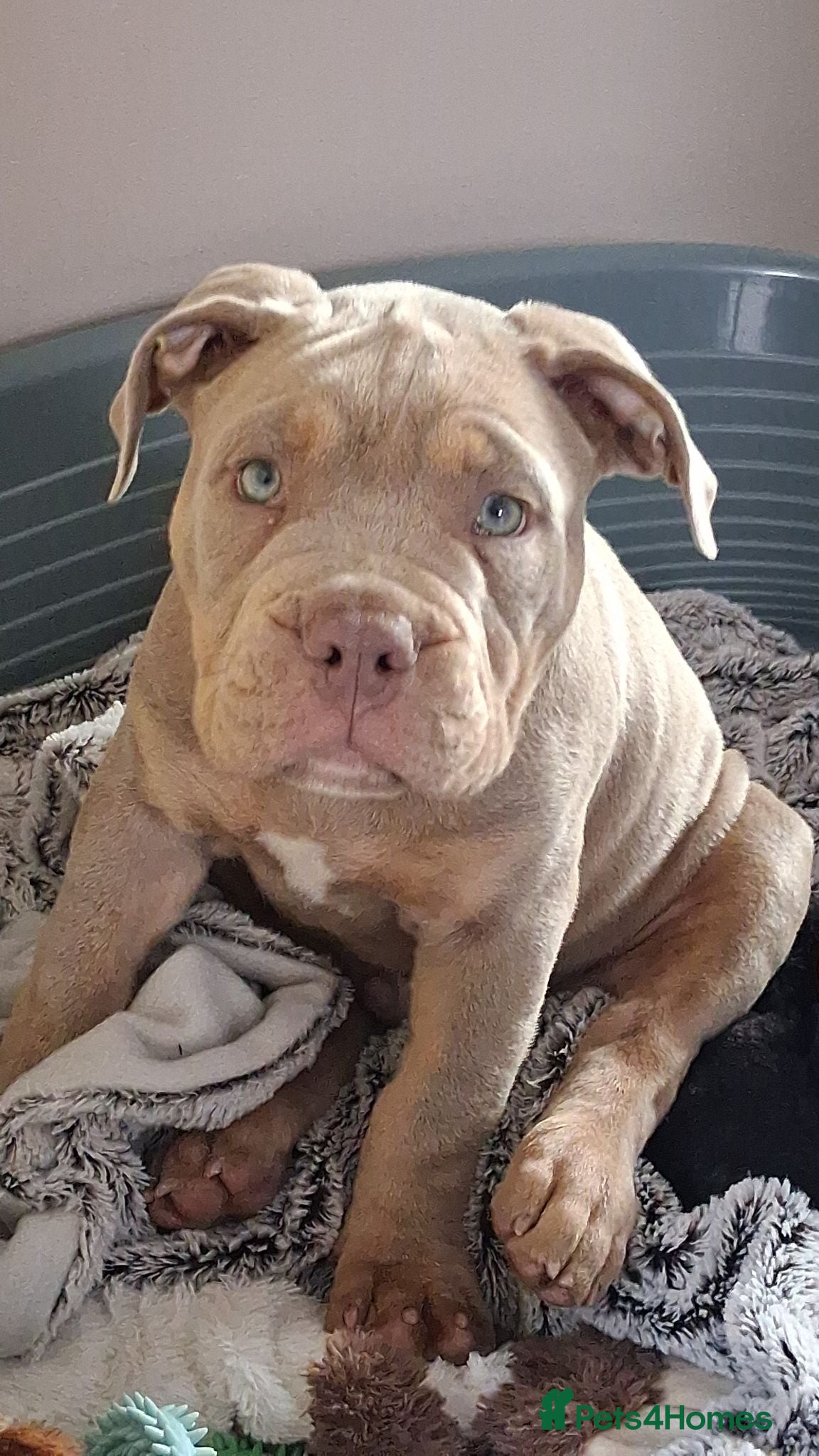 Mixed Breed dogs Stanley - Advert 1
