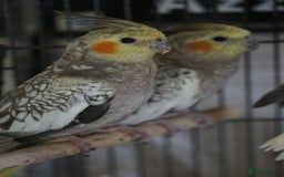 Cockatiels birds for sale: Young Cockatiels - Image 5