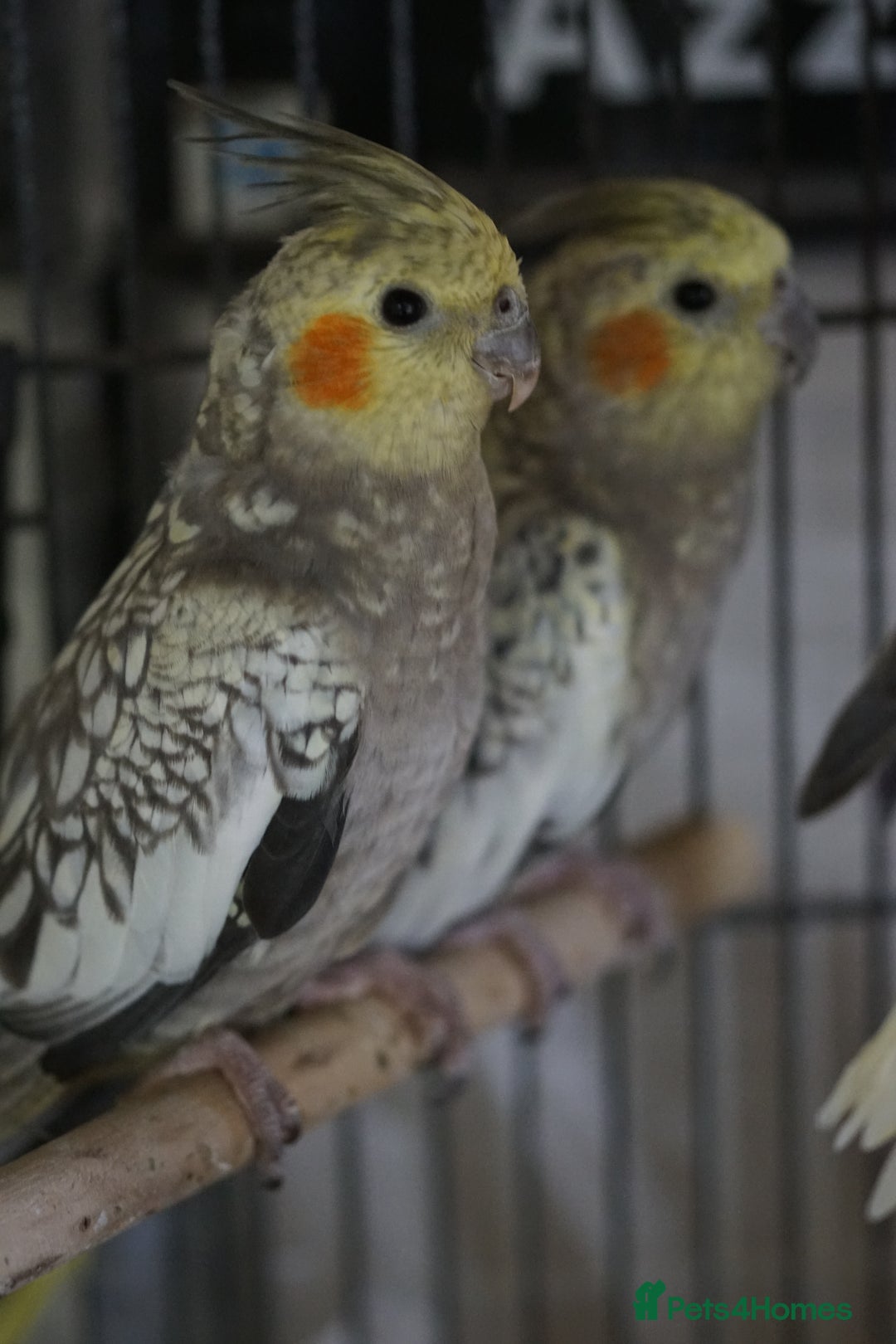 Cockatiels birds for sale: Young Cockatiels - Image 5
