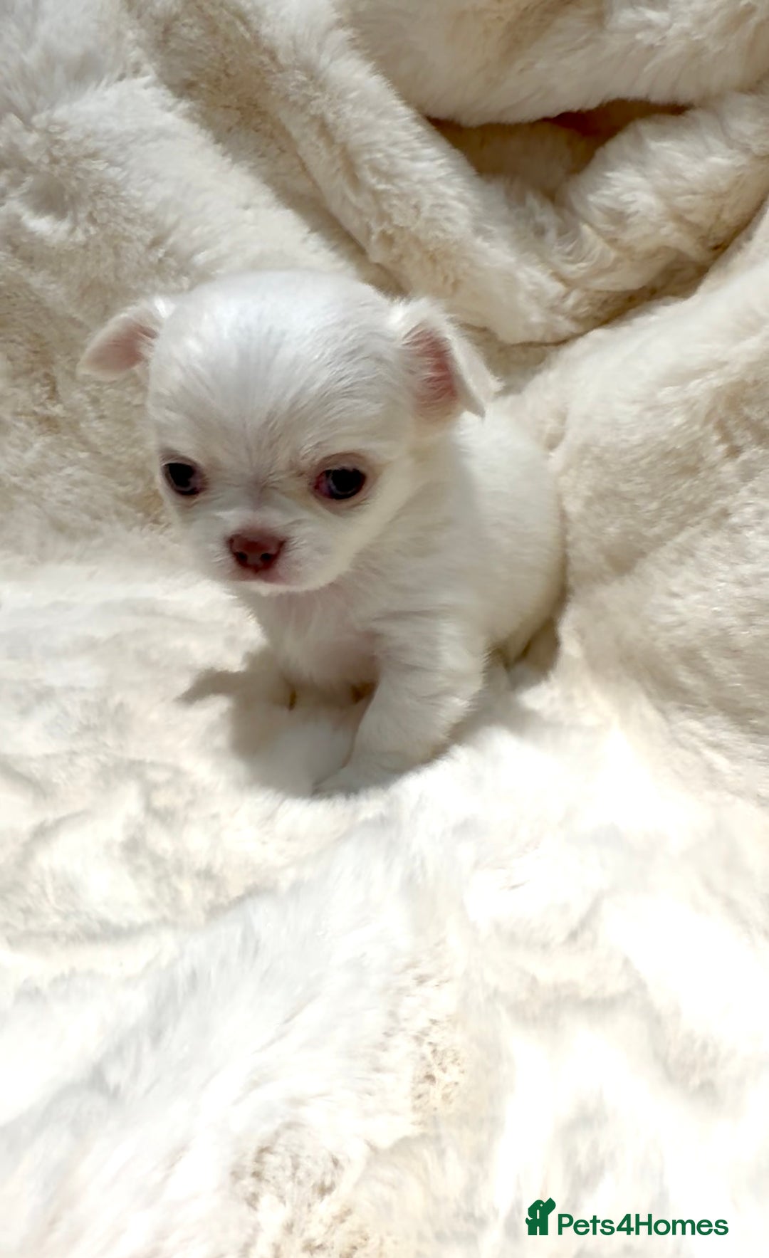 Chihuahua dogs for sale: QUALITY LONG COAT KC CHIHUAHUA PUPPIES  - Advert 31