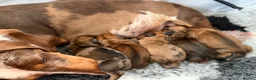 Miniature Dachshund dogs for sale: Miniature Dachshund Puppies - Advert 4