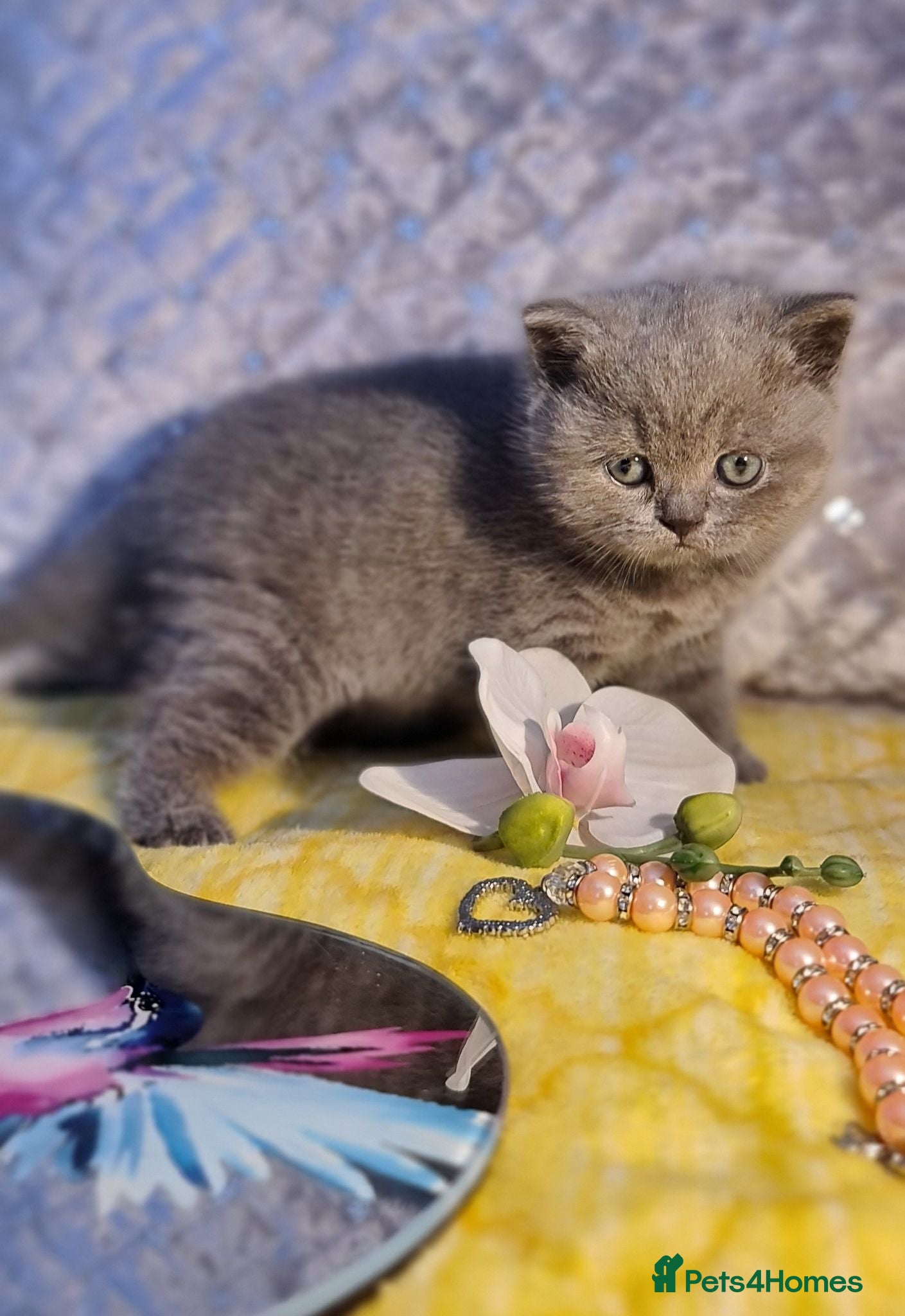 British Shorthair cats Full vaccination&Register GCCF BSH kittens 💝💙 - Advert 1