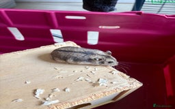 Hamster rodents for sale: Female winter white dwarf hamsters - Image 16