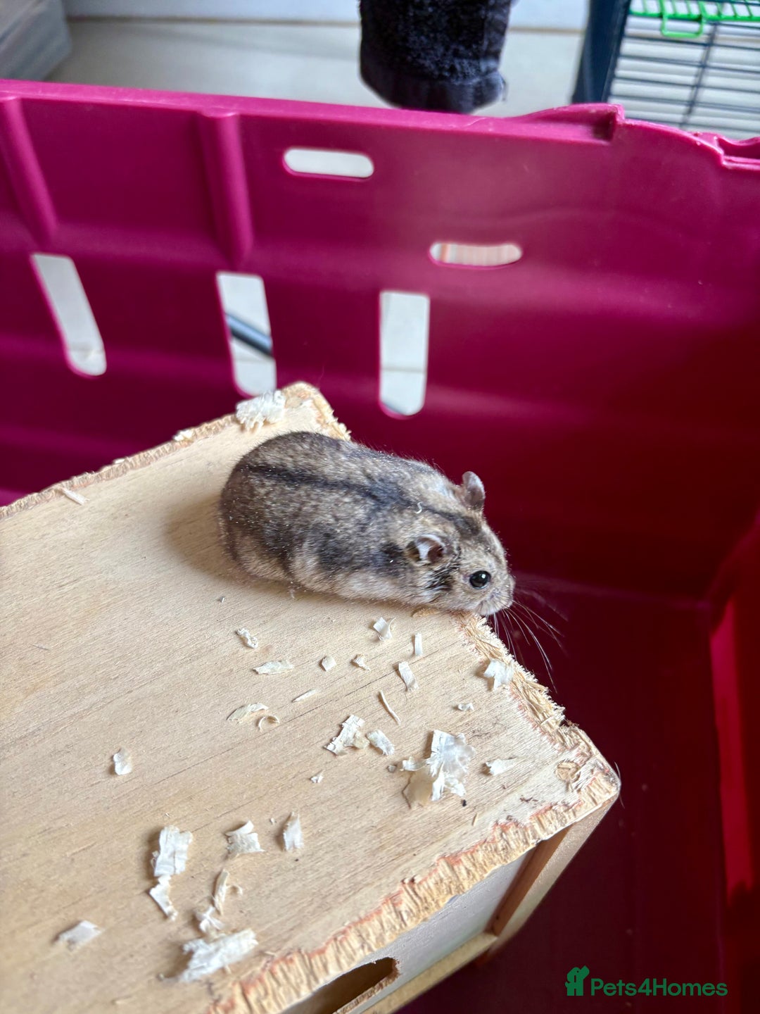 Hamster rodents for sale: Female winter white dwarf hamsters - Image 16