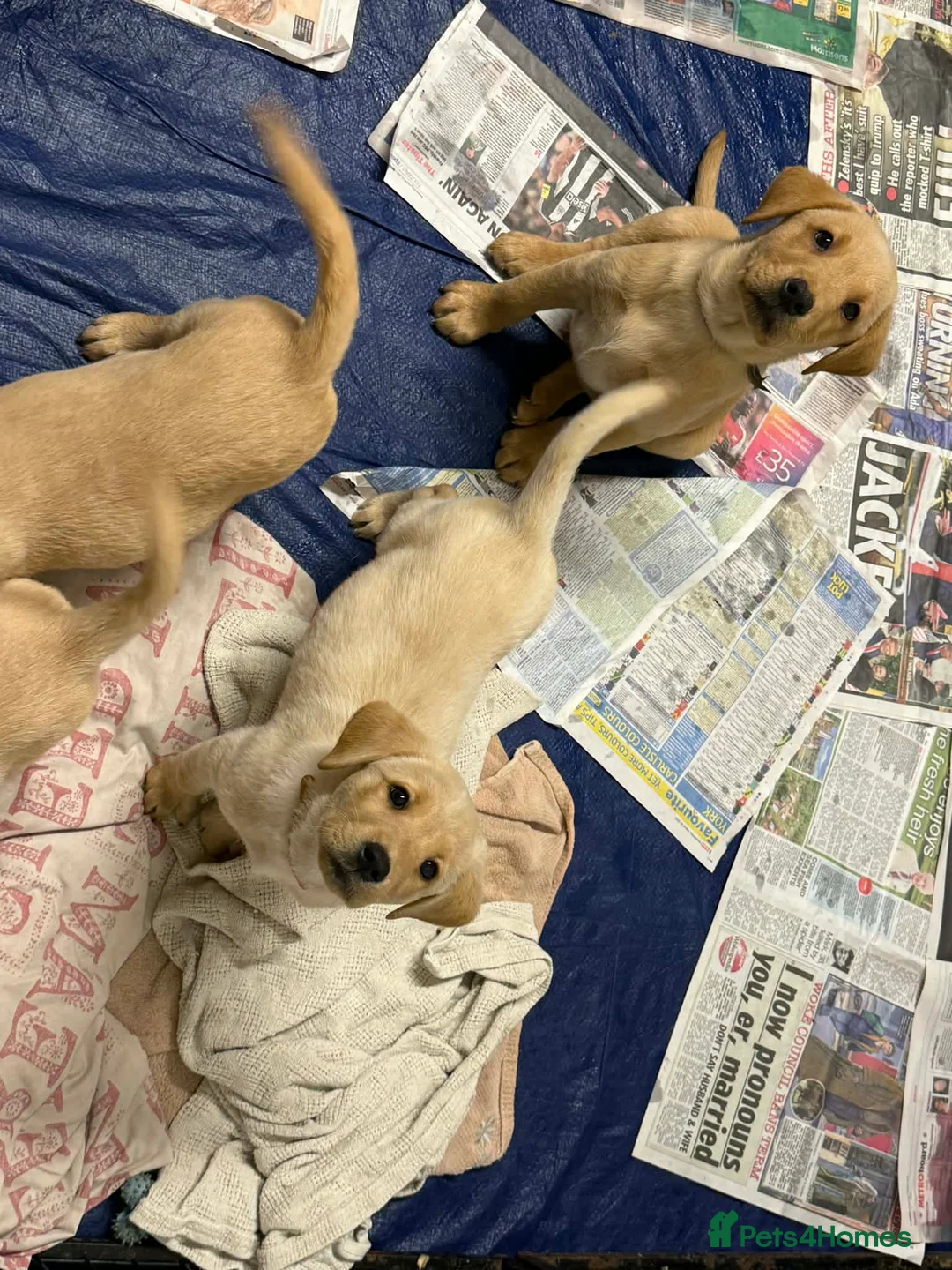 Labrador Retriever dogs for sale: Pure bred labrador puppies - Advert 14