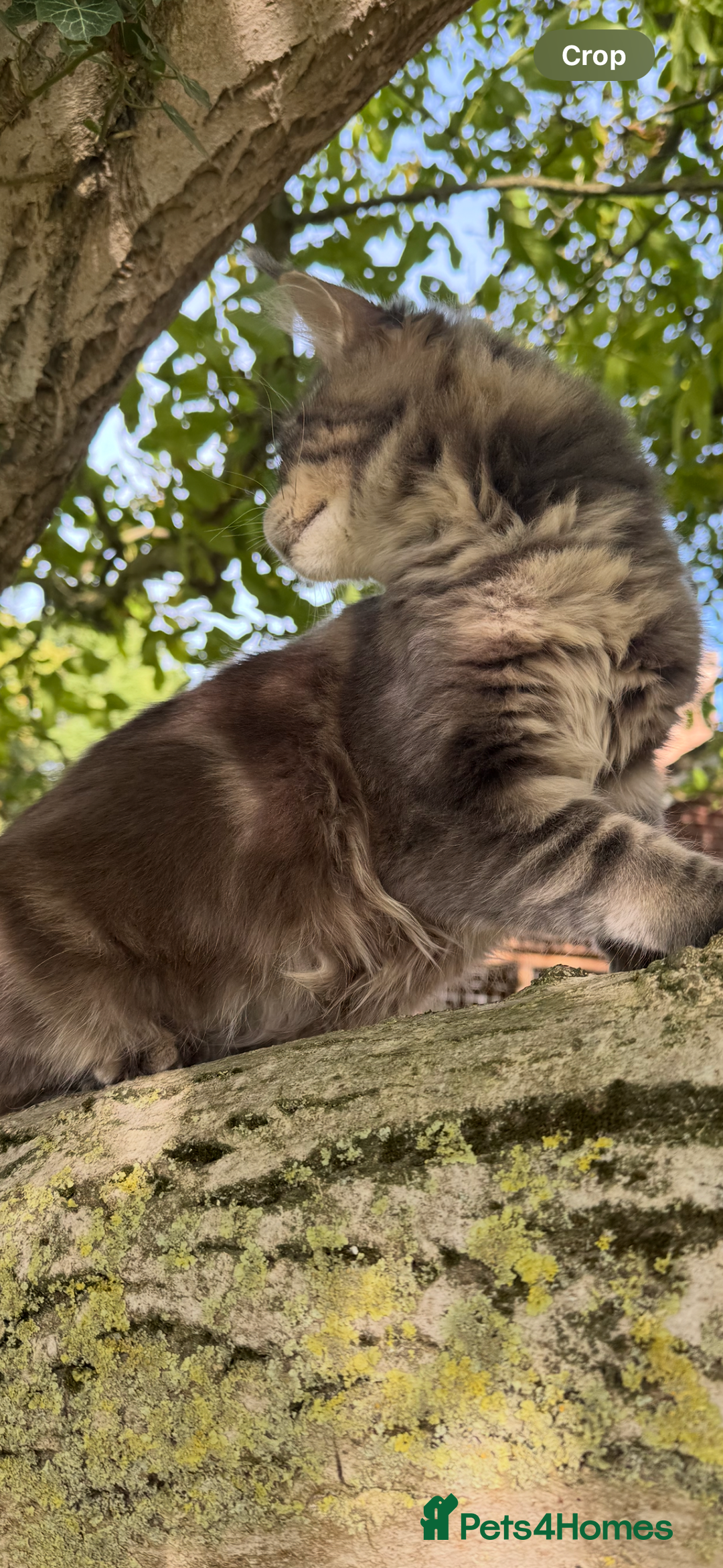 Maine Coon cats for sale: Three stunning pure bred Maine Coon girls - Image 12