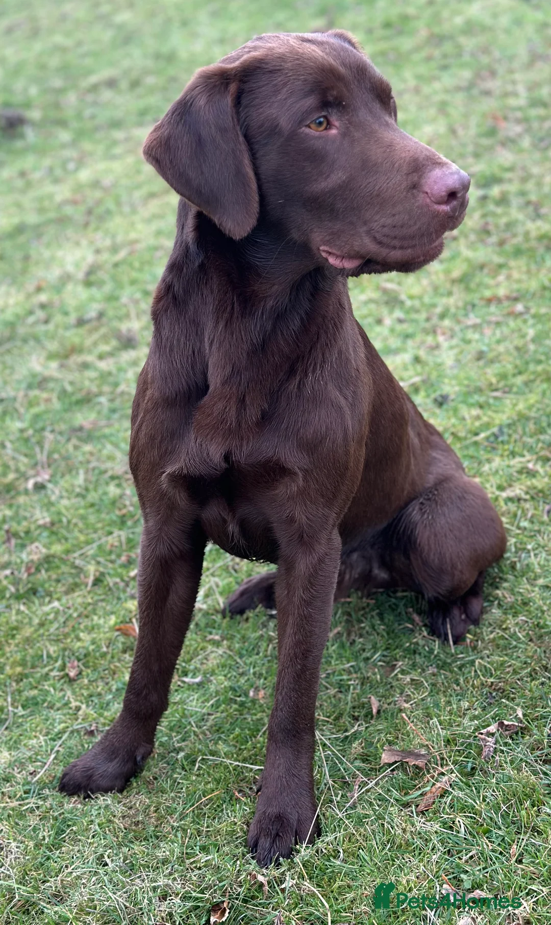 Labrador Retriever dogs for stud: Handsome fully health tested Chocolate labrador in Tewkesbury - Advert 3