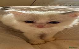 Ragdoll cats for sale: 5 Beautiful Ragdolls looking for a new home  - Image 15