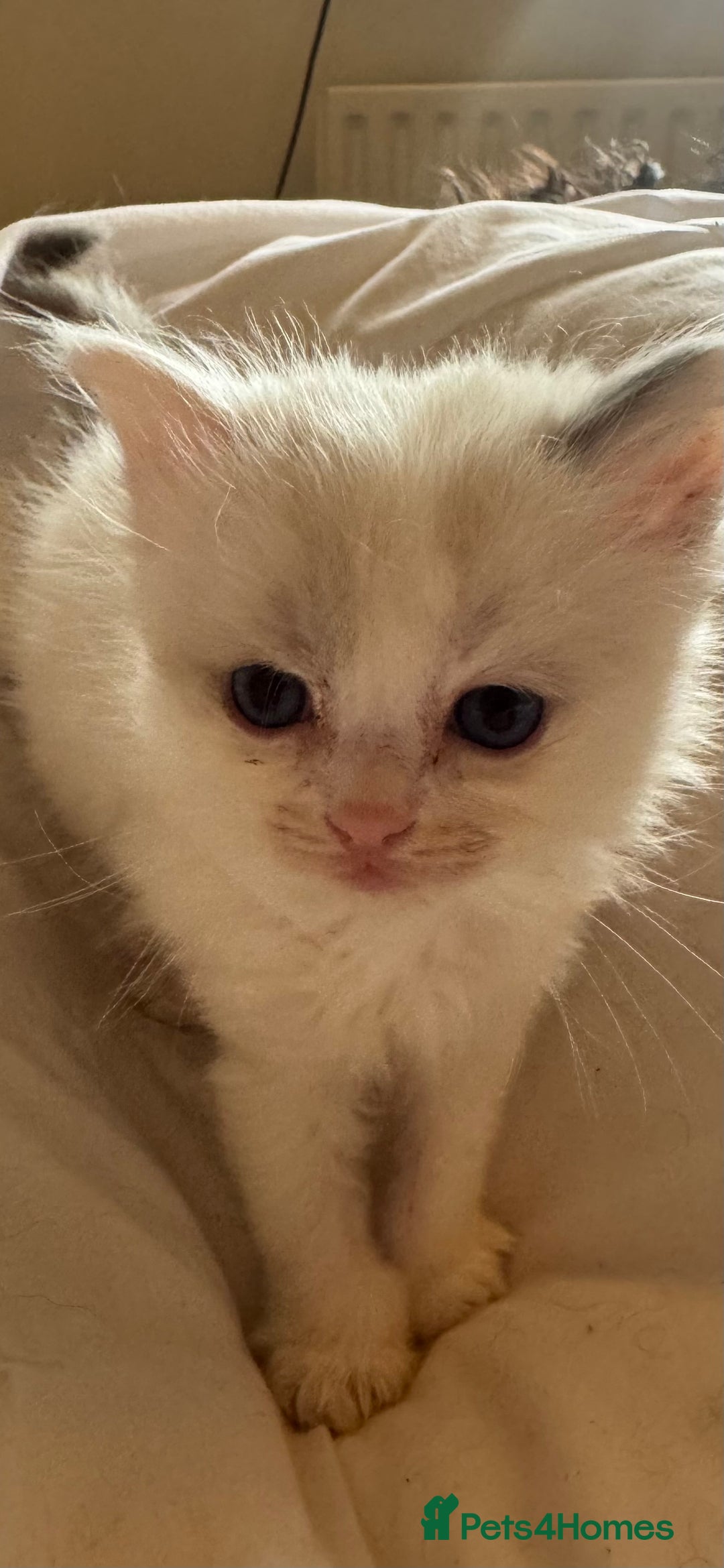 Ragdoll cats for sale: 5 Beautiful Ragdolls looking for a new home  - Image 15