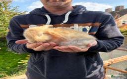 Mini Lop rabbits for sale: Gorgeous Mini Lop Bunny Rabbits - Image 5