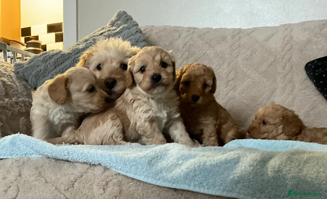 Jackapoo dogs for sale: Jackapoo Puppies - Advert 2