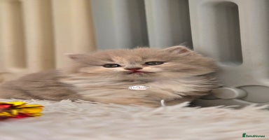 British Shorthair cats - Advert 4