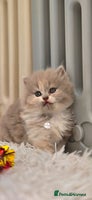 British Shorthair cats - Advert 3